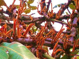 Image result for Phragmanthera cornetii