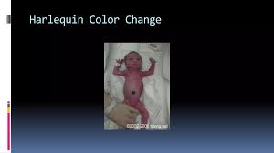 Image result for Harlequin Color Change
