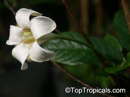 Image result for Turbina longiflora
