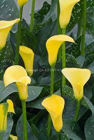 Zantedeschia Calla Lily Yellow With Spotted Foliage Leaves Zantedeschia Planting Flowers Calla Lily