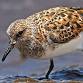 Shorebird Festival