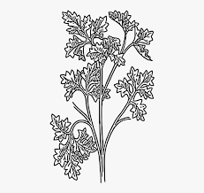 Gsuite.google.com has been visited by 1m+ users in the past month Drawing Parsley Herb Coriander Plants Botanical Parsley Line Drawing Hd Png Download Transparent Png Image Pngitem