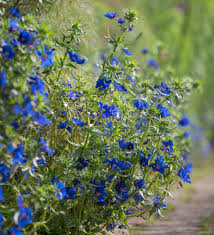 Image result for Lysimachia monelli