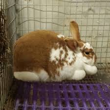 New zealand rabbits are available in five colors recognized by the american rabbit breeders' association (arba): New Zealand