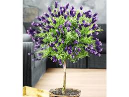 Lavendelstammchen Mit Krone Lavandula Fur Balkon Terrasse Lidl De Garten Lavendel Pflanzen Lavendel Baum