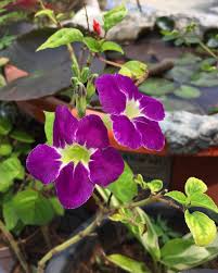 Image result for Asystasia