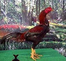 Ciri Ayam Pakhoy Yang Bagus Dan Asli Ayam Juara Juara Ayam