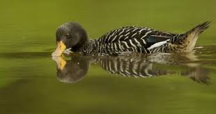 что есть у птиц и чего нет у других животных Salvadori S Teal Salvadorina Waigiuensiss Teal Duck Dabbling Duck Teal