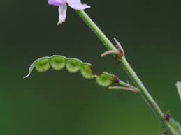 Image result for Pleurolobus