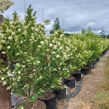 Image result for Ligustrum obtusifolium