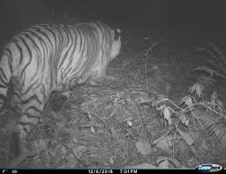 Animals can be divided into two broad groups: In A First Tiger Spotted At 9 500 Feet In Sikkim