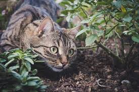 Glücklich war der kläger mit dem urteil trotzdem nicht. Anleitung Katzen Vertreiben Der Katzenfreie Garten