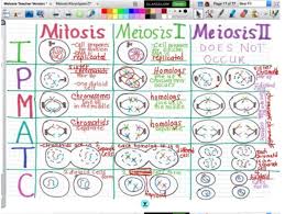 Word documents of an activity usually given to students disregard meiosis questions about crossover and independent assortment as these topics are not. Mitosis Meiosis I Meiosis Ii Comparison Anchor By Iteachbio Teachers Pay Teachers Mitosis Mitosis Meiosis Meiosis