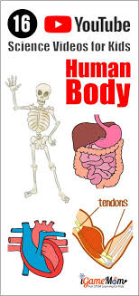 The rib cage is a primarily protective structure, encircling the heart and lungs. Youtube Science Videos Teaching Human Body To Kids