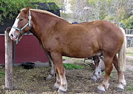 The belgian brabant is the breed from which the american belgian draft was developed from. Belgium Horse Breeds
