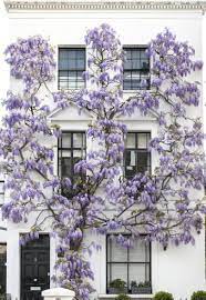 The Most Beautiful Photos Of London In Bloom Wisteria Plant Wisteria Beautiful Places