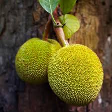 Jackfruit Trees For Sale Fastgrowingtrees Com