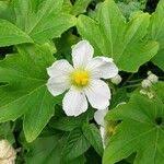 Image result for Lagenaria sphaerica