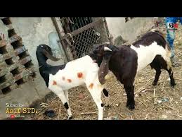 Goats generally require less care and management, so the caring costs are also very less. Goat Mating Information By Asif Std Star Goats Farm