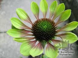 Our skilled florists may substitute flowers for one similar in style, quality and value. Echinacea Green Envy From Burncoose Nurseries