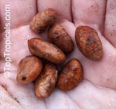 Image result for Aristida stipitata