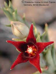 Image result for Orbea schweinfurthii