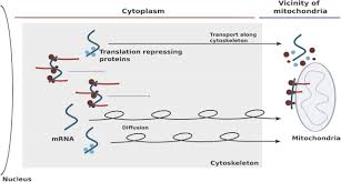 This is the currently selected item. Hallmarks Of Slow Translation Initiation Revealed In Mitochondrially Localizing Mrna Sequences Biorxiv