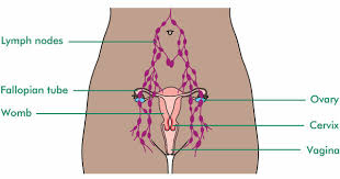Inside female human body awesome body diagram female back body of human for education. Where Are The Ovaries Fallopian Tubes And Peritoneum Macmillan Cancer Support