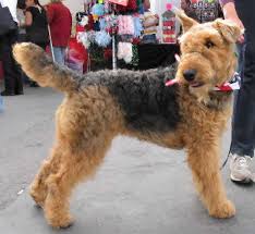 Airedale Terrier Airedale Dog Breed Guide Information And