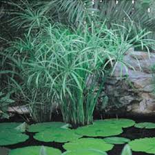 Image result for Cyperus costatus