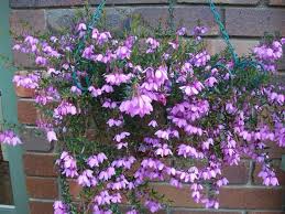 Enjoy flowers indoors or on the front porch with the help of planters and plant pots. Australian Native Plants For Pots Courtyards And Small Gardens Gardendrum Australian Native Plants Australian Native Flowers Native Plants