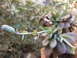 Image result for Kleinia grantii