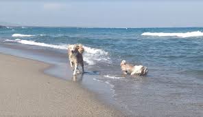 Playa Para Perros De Punta Del Riu En Miami Platja Montroig Tarragona Playa Para Perros Perros Perros Gratis