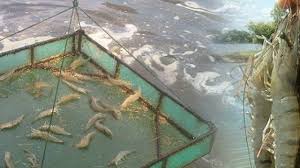 13 Cara Budidaya Udang Vaname Supra Intensif Arenahewan Com