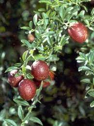 The lime tree or linden (tilia spp.) is important in the mythology, literature, and folklore of a number of cultures. Blood Lime Whole Powder Creative Native Foods