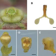 Image result for Vincetoxicum stenolobum