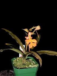 Image result for Habenaria holubii