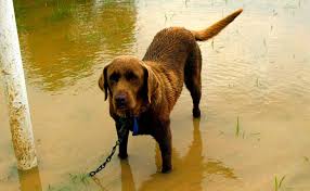 They can live from 5 to 9 years, and in captivity the lifespan of they are mostly green in color, with black feathers on the head, neck and wings, and. Chocolate Labs Live Less Get Sick More Than Black Golden Miami Herald