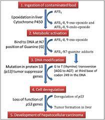 Aflatoxins Their Biosynthetic Pathway And Mechanism Of Action