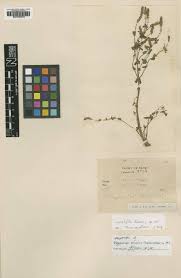 Image result for Tinnea antiscorbutica