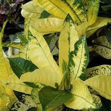 Image result for Croton aceroides