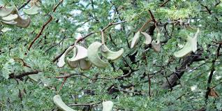 Image result for Acacia haematoxylon