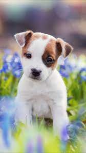 Cute Puppy Cute Puppy Wallpaper Puppy Wallpaper Cute Puppies
