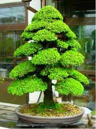 Cedar elm, ulmus crassifolia, is a member of the elm family, ulmaceae. Sacred Japanese Bonsai Cedar Tree Seeds 100pcs Pure Bonsai
