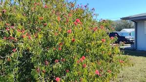 Image result for Calliandra haematocephala