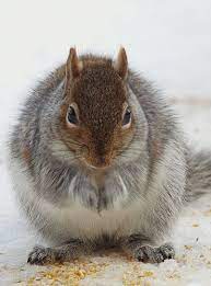 Something Squirrely Is Going On Squirrel Animals Chipmunks