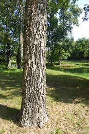 Image result for Celtis zenkeri