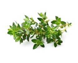 Amaryllis bulbs, american ginseng plants, anthurium plants, basil plants, begonia plants, etc. Thyme Plant Pods Click Grow
