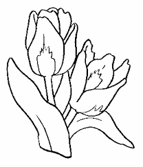Pencil drawings of flowers art drawings sketches simple pencil art drawings colorful drawings cartoon drawings. Profesionist CÄƒptuÈ™ealÄƒ È™eptel Vaza Cu Trandafiri Crini Lalele De Desenat Scrumtips Org