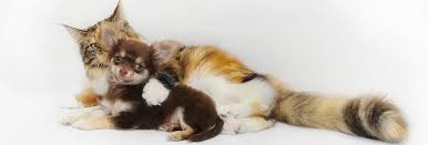 We offer vet services in summit as well as groomoing, dogs daycare and dogs hotel services, cats boarding. Emmitsburg Veterinary Hospital Cat Dog Veterinarians